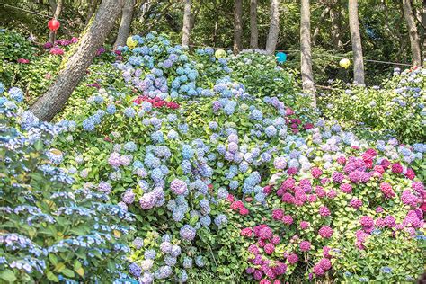 太宗台 繡球花|韓國自由行:釜山太宗台繡球花 海洋、寺廟與多色繡球壯觀花海（。